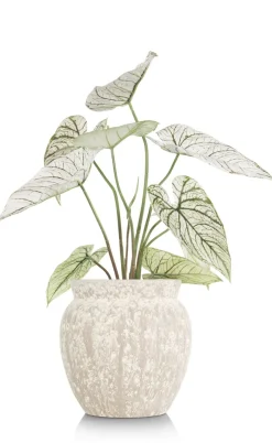 Online XOOON Caladium H60cm kunstplant in de kleur Groen - COCOmaison