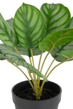 Outlet XOOON Calathea Orbifolia H45cm kunstplant in de kleur Groen