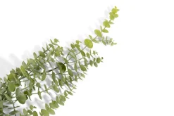 Clearance XOOON Eucalyptus Hanging Vine in de kleur Groen - COCOmaison