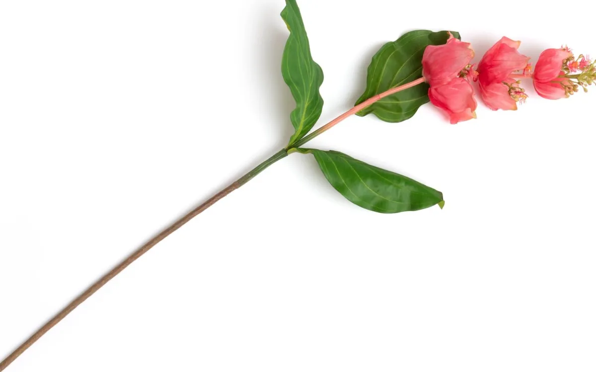 Online XOOON Medinilla Spray kunstbloem (H110cm) in de kleur Oranje