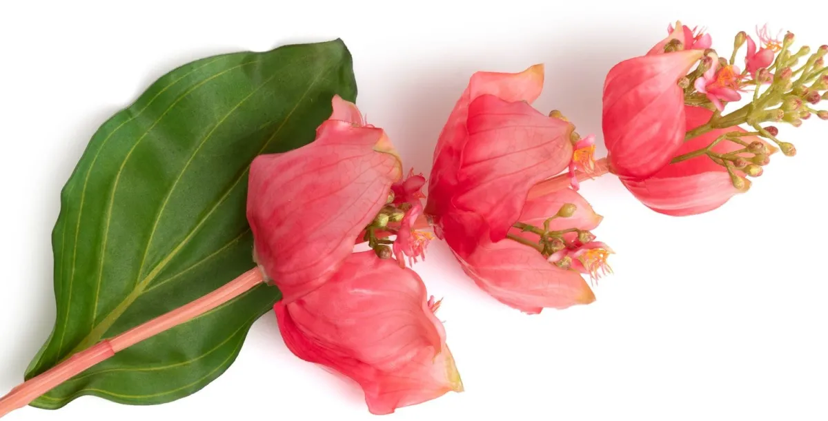 Online XOOON Medinilla Spray kunstbloem (H110cm) in de kleur Oranje