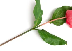 Online XOOON Medinilla Spray kunstbloem (H110cm) in de kleur Oranje