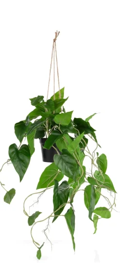 Outlet XOOON Philodendron Scandens H80cm in de kleur Groen - COCOmaison
