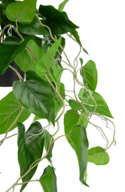 Outlet XOOON Philodendron Scandens H80cm in de kleur Groen - COCOmaison